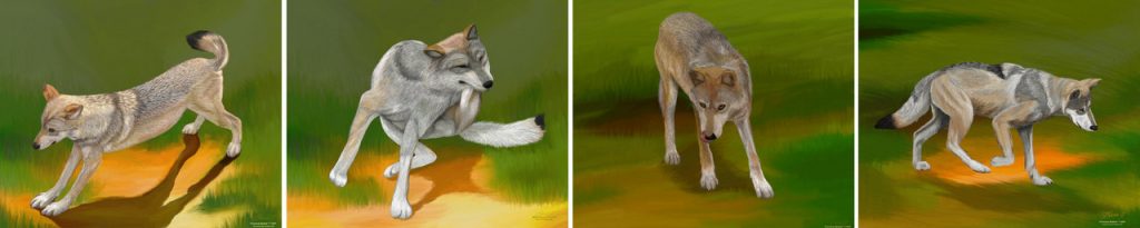 Wolf Sequence